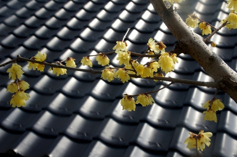 f:id:hashiba511:20120306053817j:image:w500