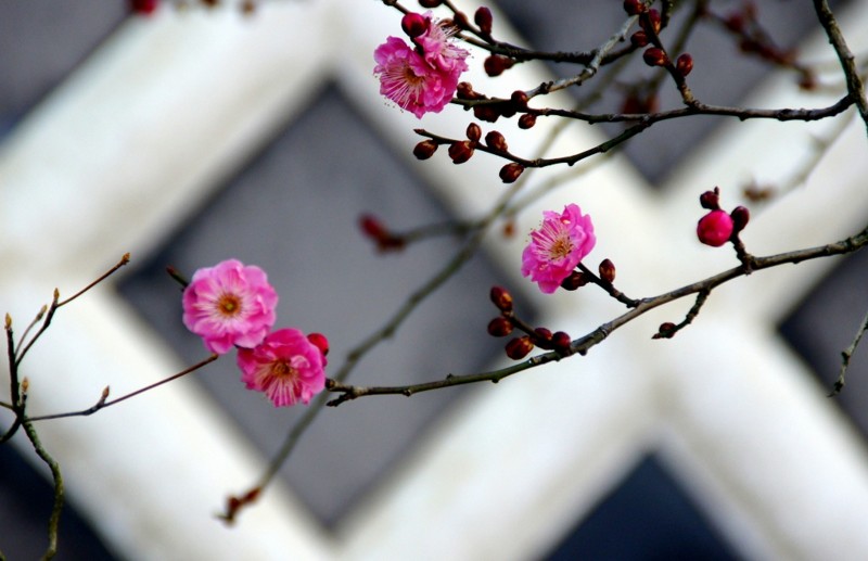 f:id:hashiba511:20120306053820j:image:w500