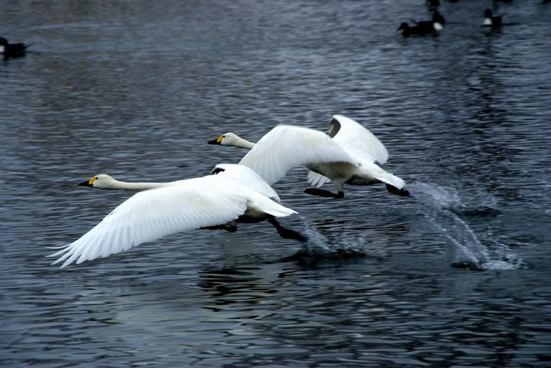 f:id:hashiba511:20120307063839j:image:w500 f:id:hashiba511:20120307063839j:image:w500
