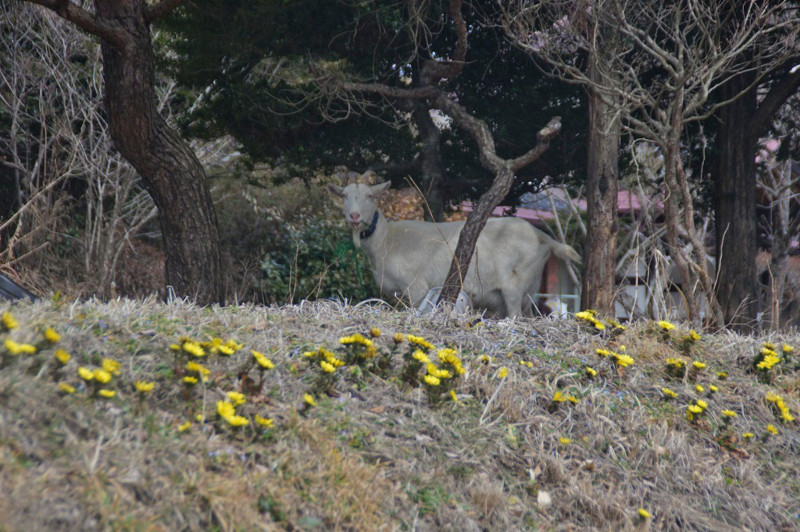 f:id:hashiba511:20120309045734j:image:w500