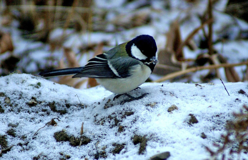 f:id:hashiba511:20120311151237j:image:w500