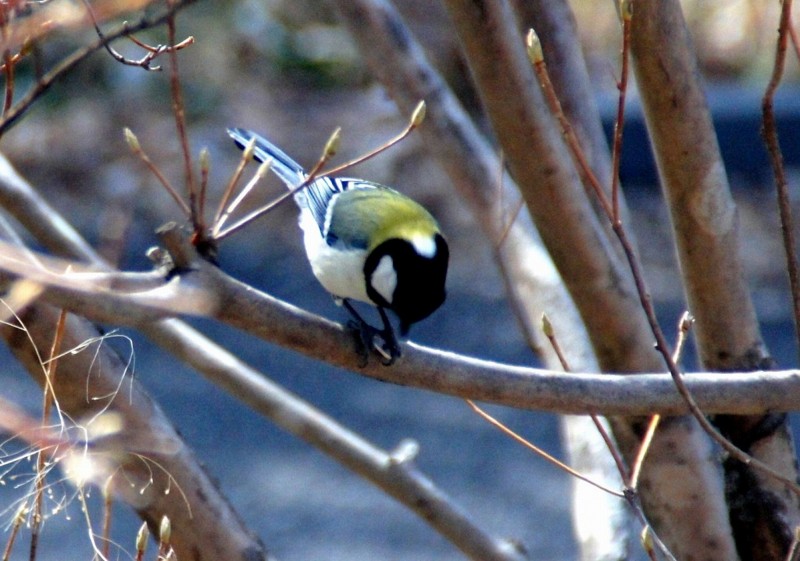 f:id:hashiba511:20120311151240j:image:w500