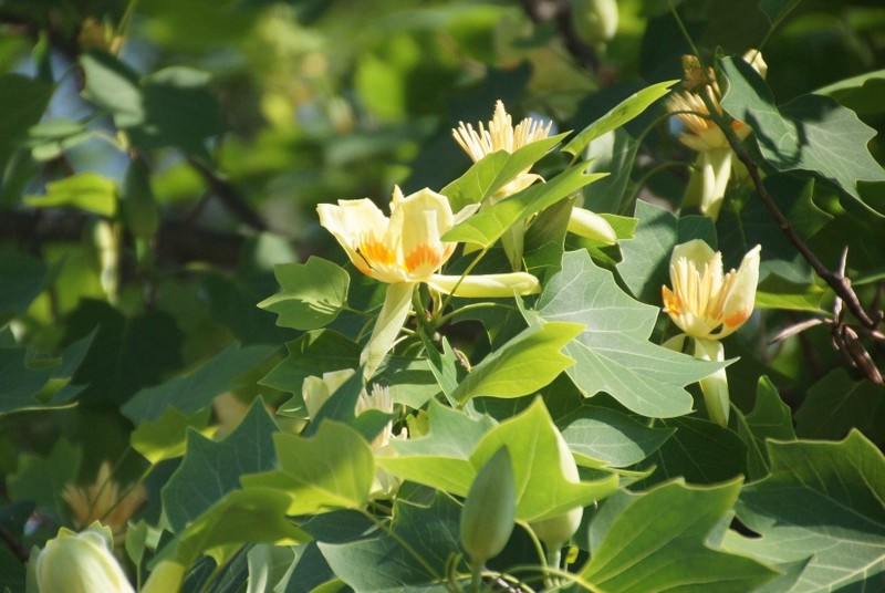 f:id:hashiba511:20120529052807j:image:w500