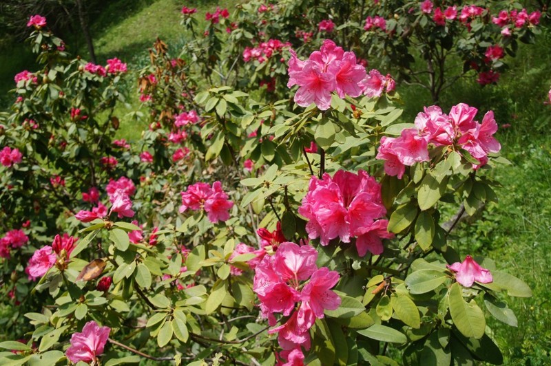f:id:hashiba511:20120606071500j:image:w500