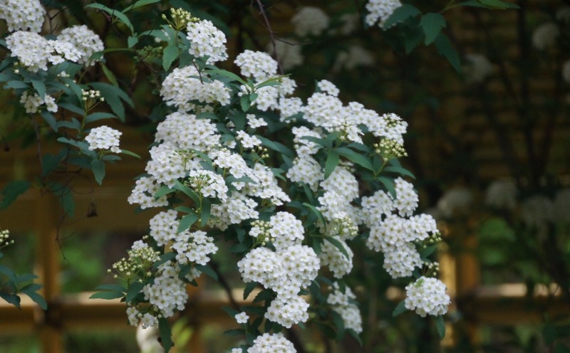 f:id:hashiba511:20120607045207j:image:w500