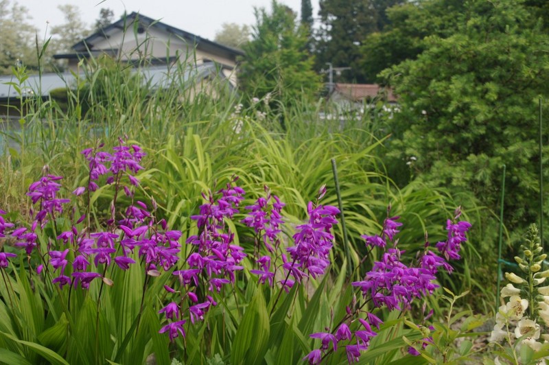 f:id:hashiba511:20120607050230j:image:w500
