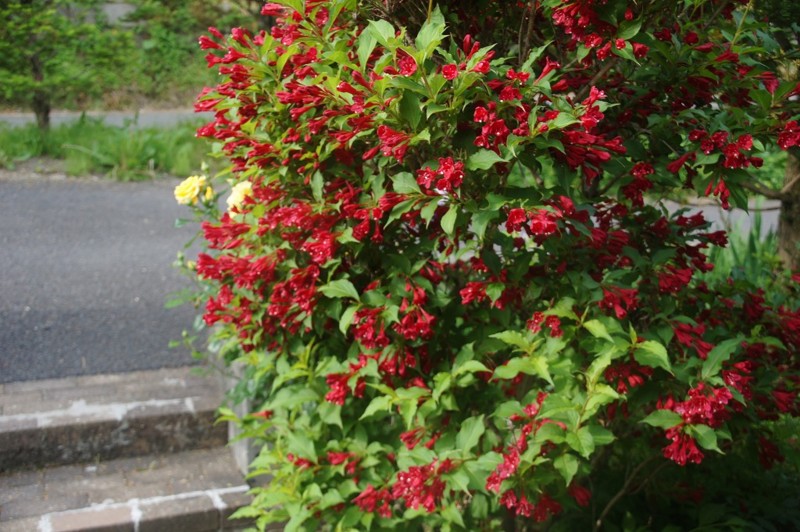 f:id:hashiba511:20120607050255j:image:w500