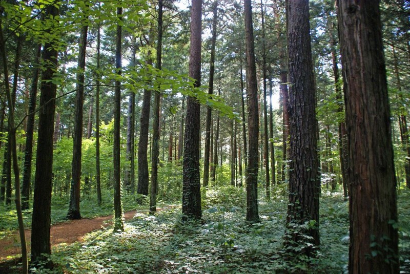 f:id:hashiba511:20120613041148j:image:w500