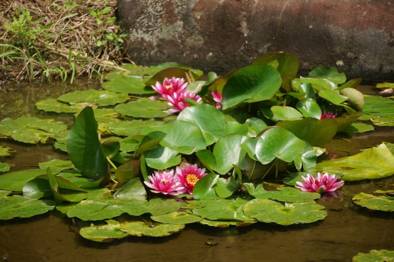 f:id:hashiba511:20120618050125j:image:w500