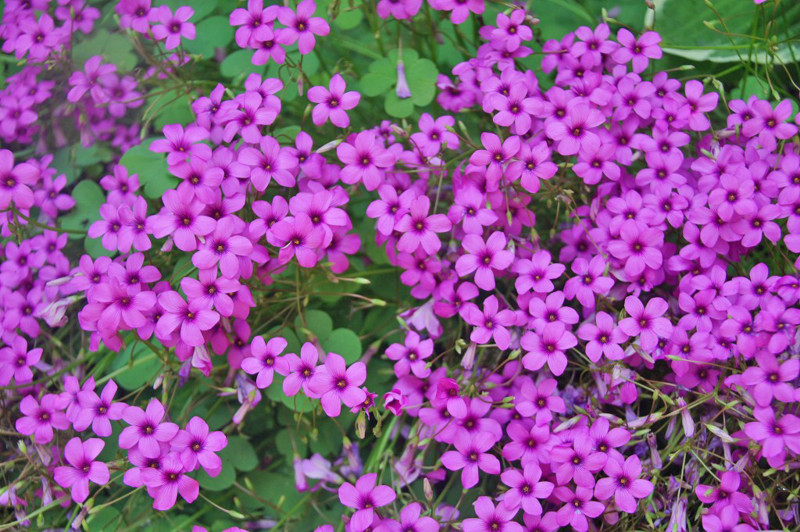 f:id:hashiba511:20120619023409j:image:w500