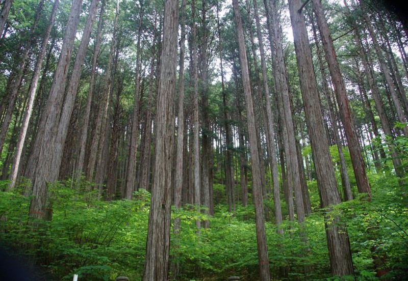 f:id:hashiba511:20120620051122j:image:w500