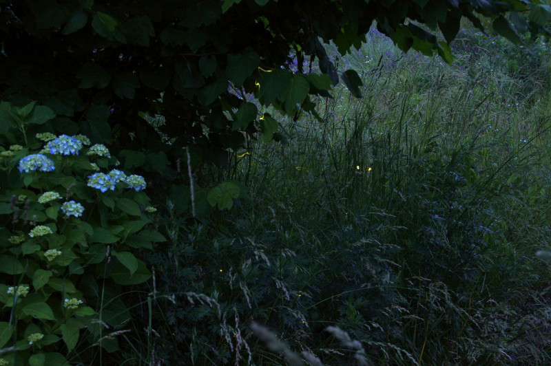 f:id:hashiba511:20120622055839j:image:w500