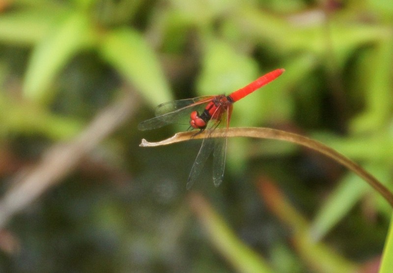 f:id:hashiba511:20120709044454j:image:w500