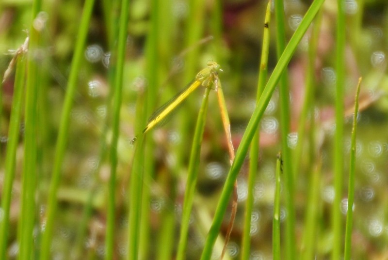 f:id:hashiba511:20120709045423j:image:w500