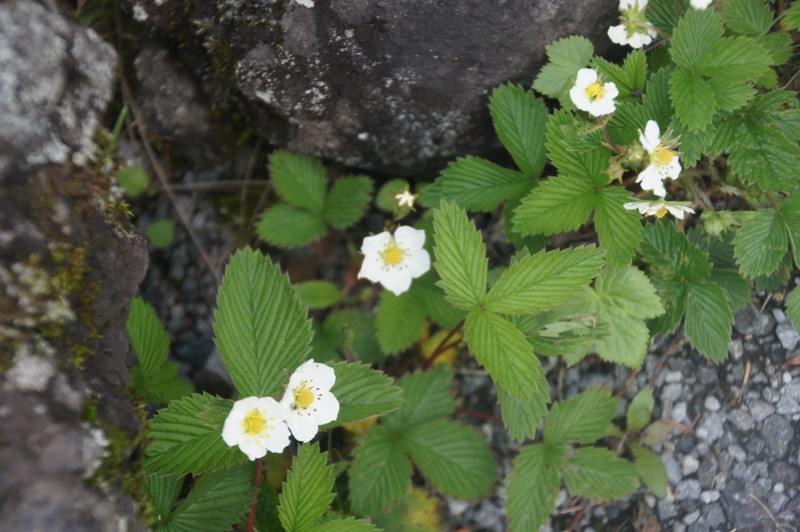 f:id:hashiba511:20120710055722j:image:w500