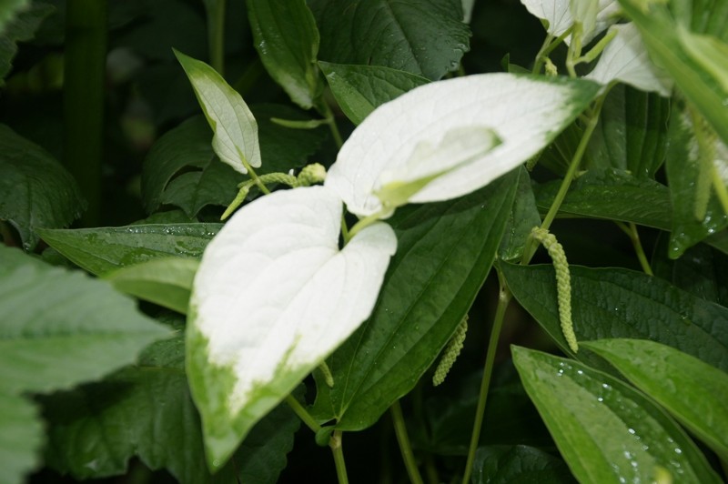 f:id:hashiba511:20120711044036j:image:w500