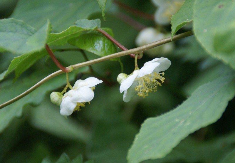 f:id:hashiba511:20120712060121j:image:w500