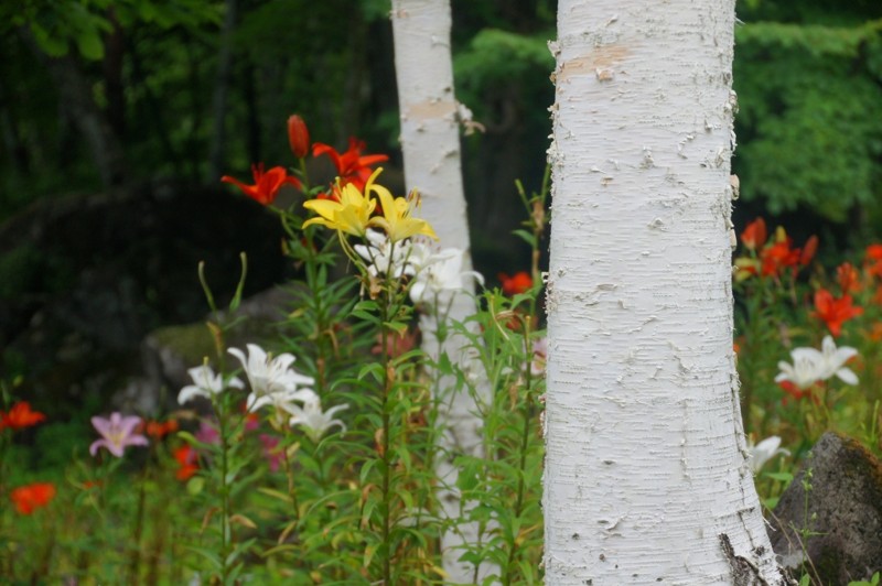 f:id:hashiba511:20120803181951j:image:w500