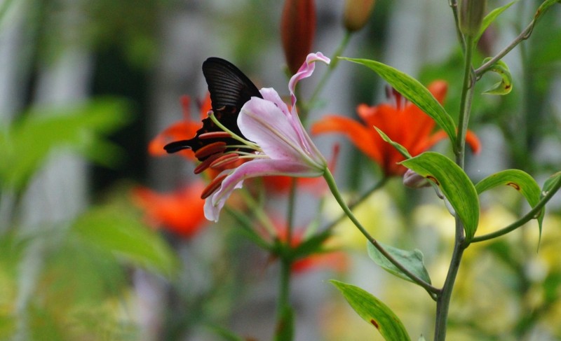 f:id:hashiba511:20120806051408j:image:w500