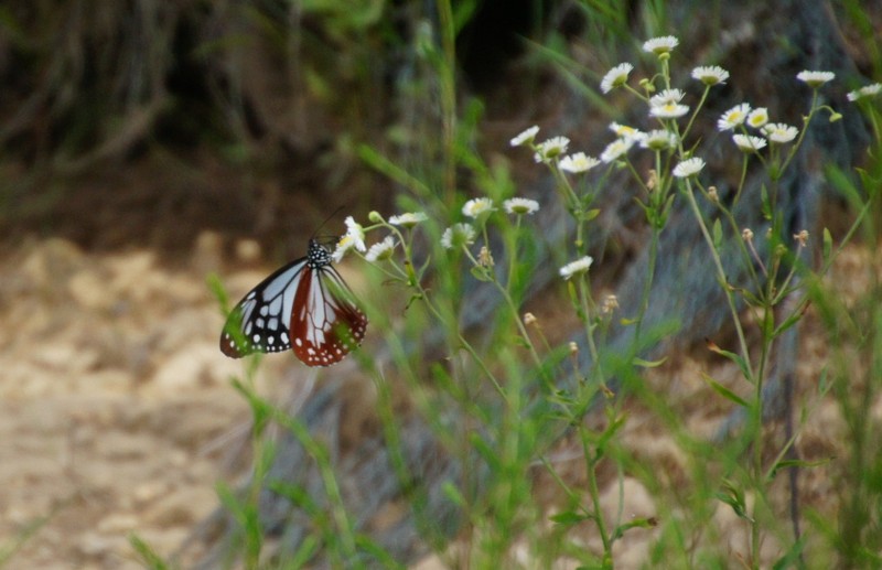 f:id:hashiba511:20120806051411j:image:w500