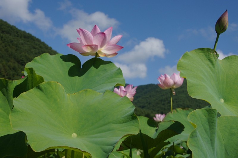 f:id:hashiba511:20120814031221j:image:w500