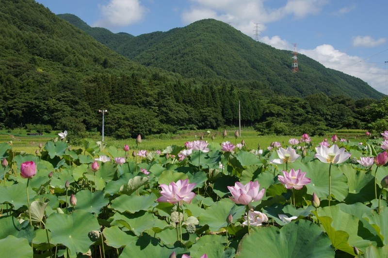 f:id:hashiba511:20120814031222j:image:w500