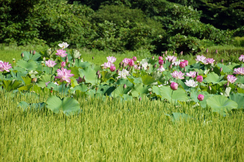 f:id:hashiba511:20120814043051j:image:w500