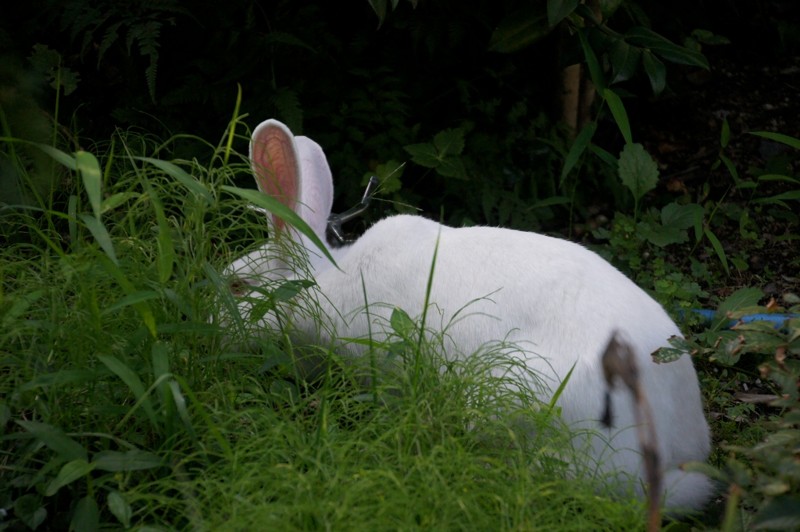 f:id:hashiba511:20120819182431j:image:w500