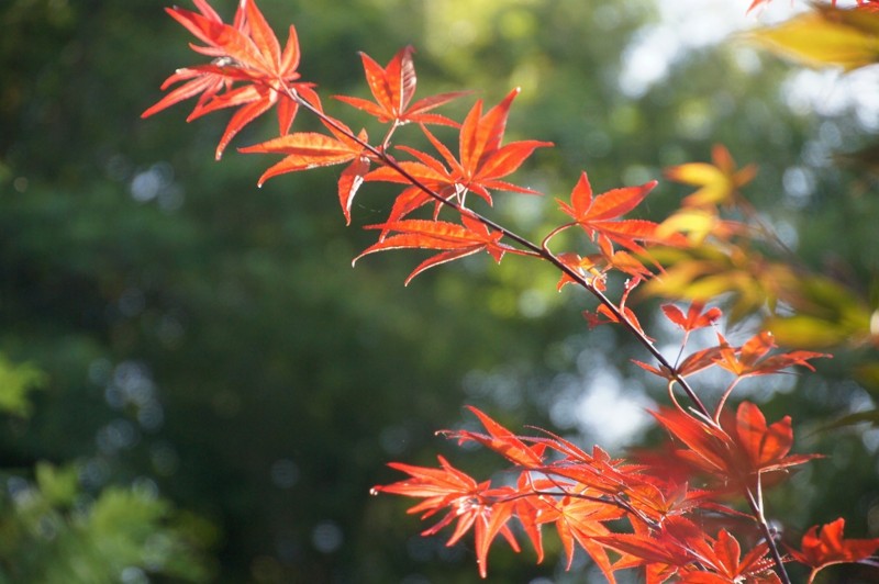 f:id:hashiba511:20120821041322j:image:w500