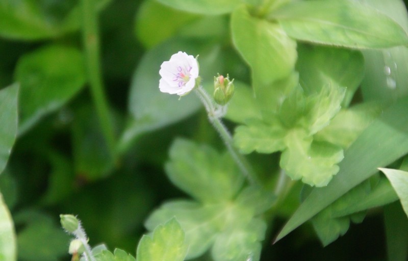 f:id:hashiba511:20120821042141j:image:w500