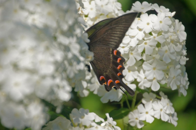 f:id:hashiba511:20120828050051j:image:w500