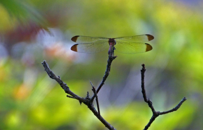 f:id:hashiba511:20120829184821j:image:w500