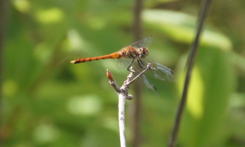 f:id:hashiba511:20120829190423j:image:w500