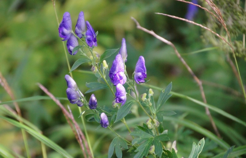 f:id:hashiba511:20120908030827j:image:w500