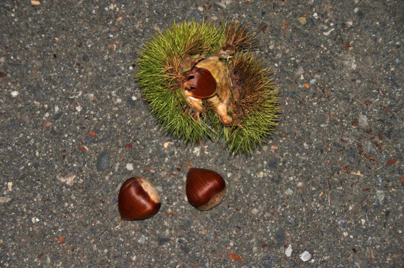 f:id:hashiba511:20120909061340j:image:w500