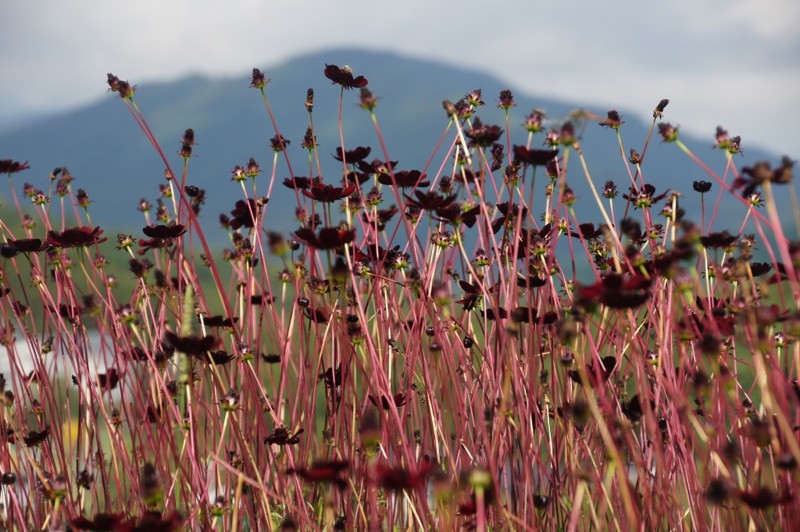 f:id:hashiba511:20120925044926j:image:w500