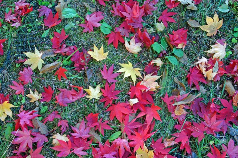 f:id:hashiba511:20121106014627j:image:w500
