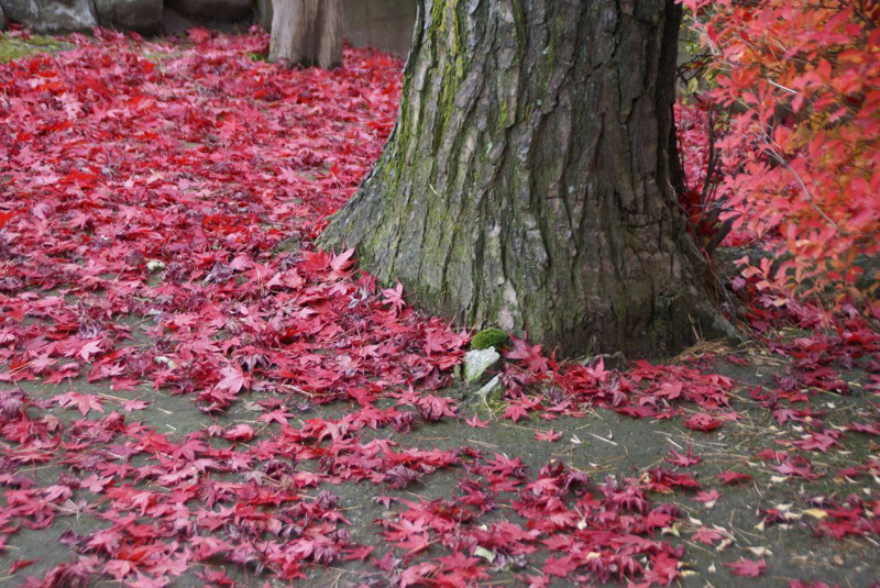 f:id:hashiba511:20121106051647j:image:w500
