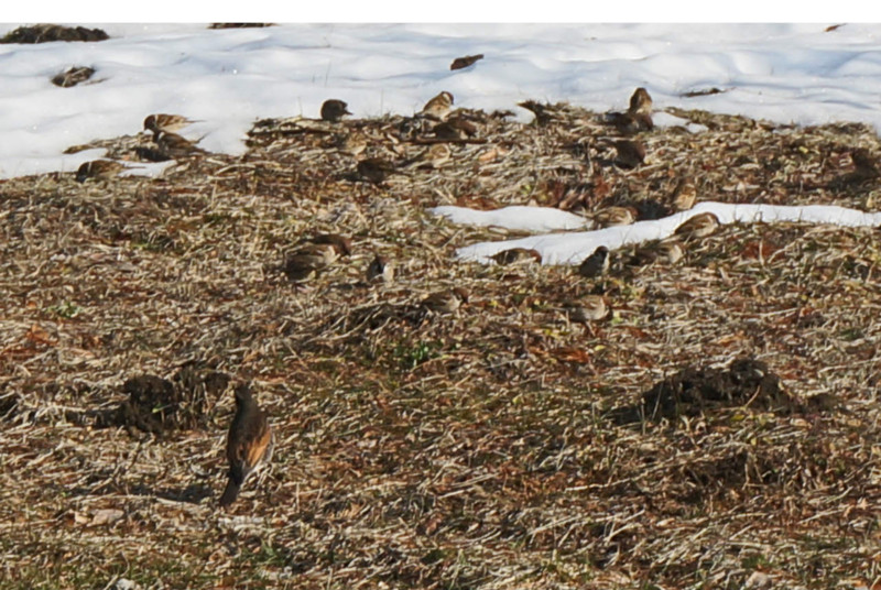 f:id:hashiba511:20130304043156j:image:w500 f:id:hashiba511:20130304043156j:image:w500