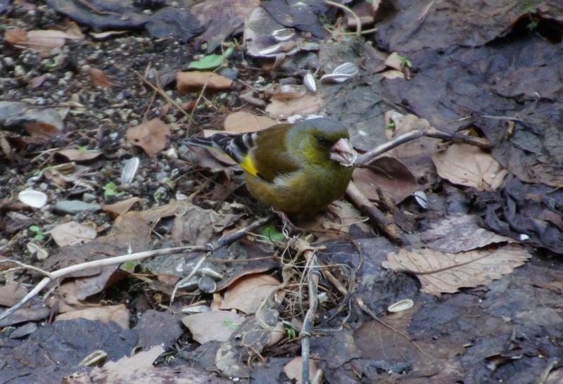 f:id:hashiba511:20130316042349j:image:w500