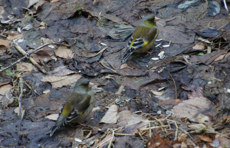 f:id:hashiba511:20130316042622j:image:w500