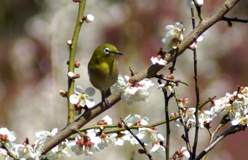 f:id:hashiba511:20130330055640j:image:w500