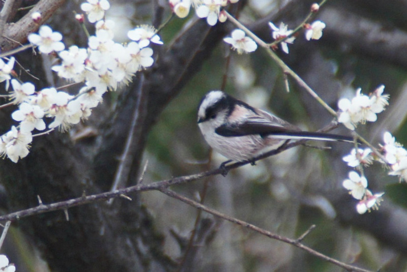 f:id:hashiba511:20130330055641j:image:w500
