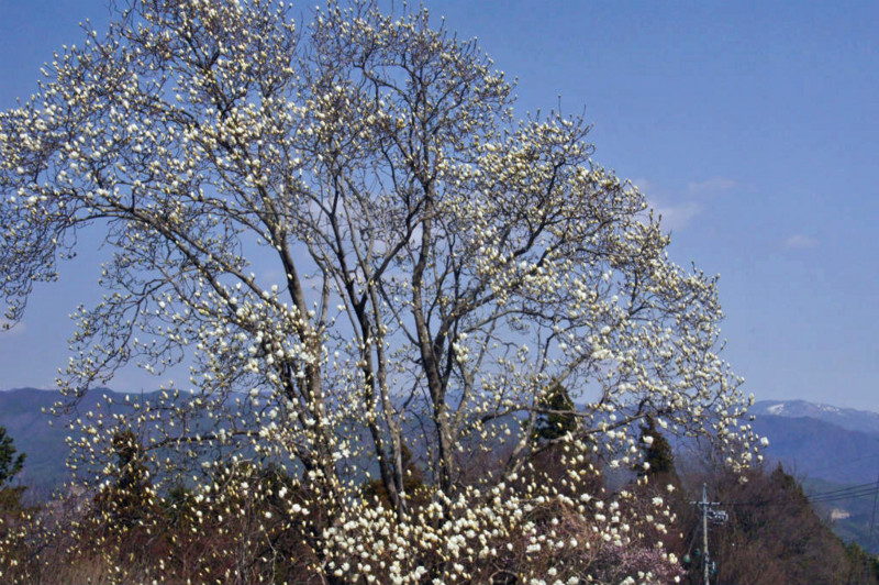 f:id:hashiba511:20130331041543j:image:w500