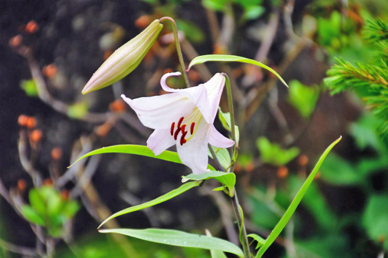 f:id:hashiba511:20130614045936j:image:w700