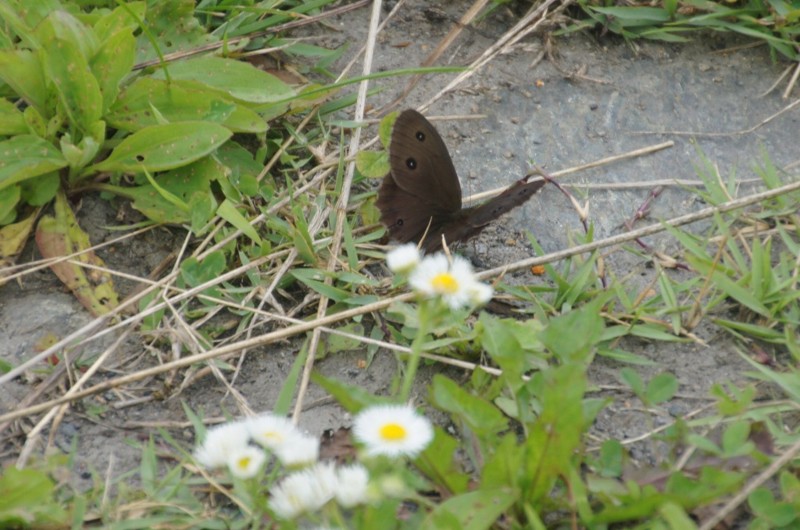 f:id:hashiba511:20130804051316j:image:w700