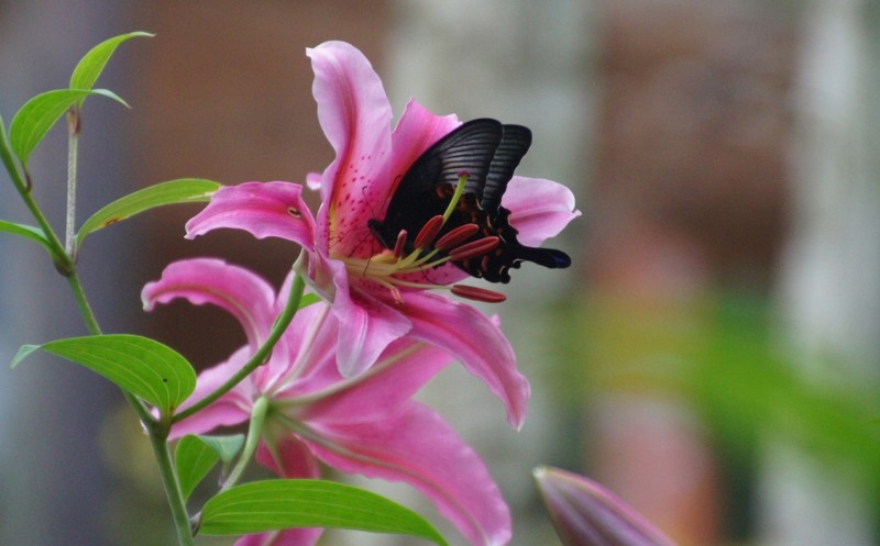 f:id:hashiba511:20130804051319j:image:w700