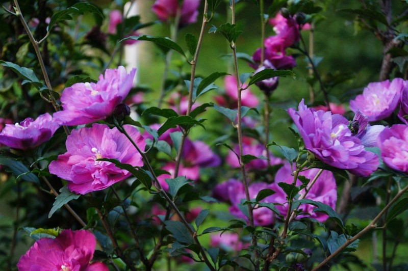 f:id:hashiba511:20130810052633j:image:w700