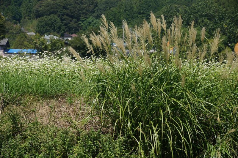 f:id:hashiba511:20130907175708j:image:w700
