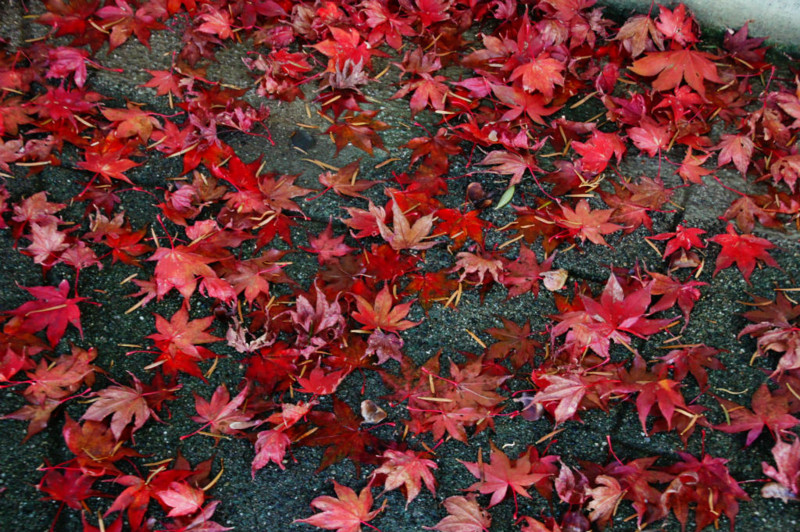 f:id:hashiba511:20131126113959j:image:w700